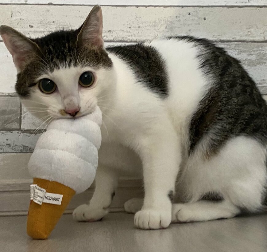 出所：@Saeroyi_cat