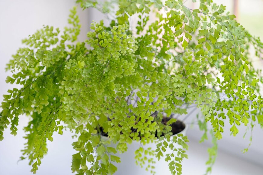 アジアンタム　　Lja_Lja/shutterstock.com