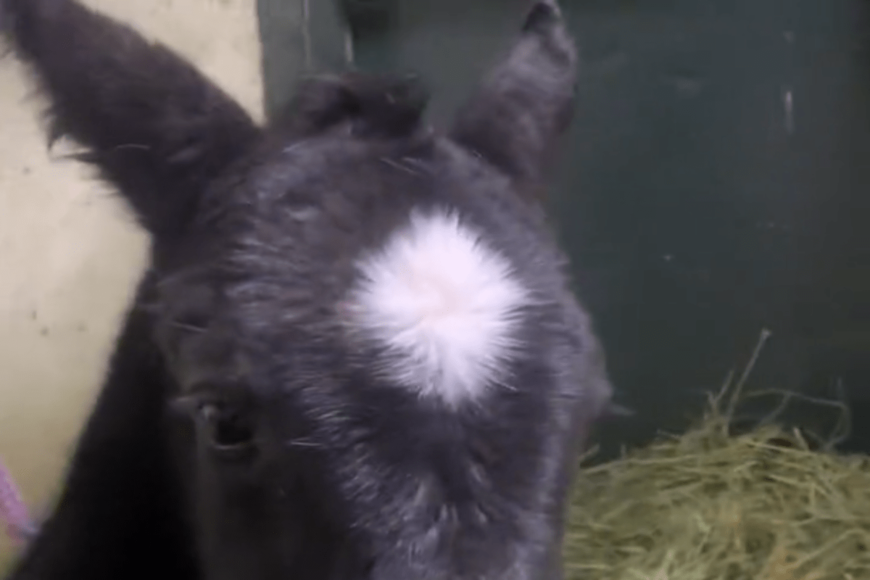 北海道の牧場で生まれた黒い馬体の幼駒　「かわいいしか出てこない」と祝福の声