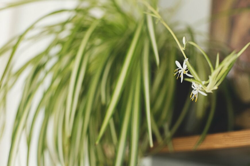 オリヅルランの葉と、白い小花