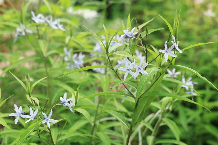 淡いブルーの花を咲かせている、チョウジソウ
