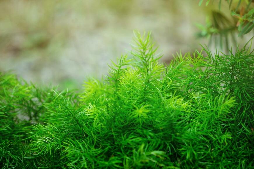 アスパラガス・スプレンゲリーの葉が茂っている。色は明るい緑。