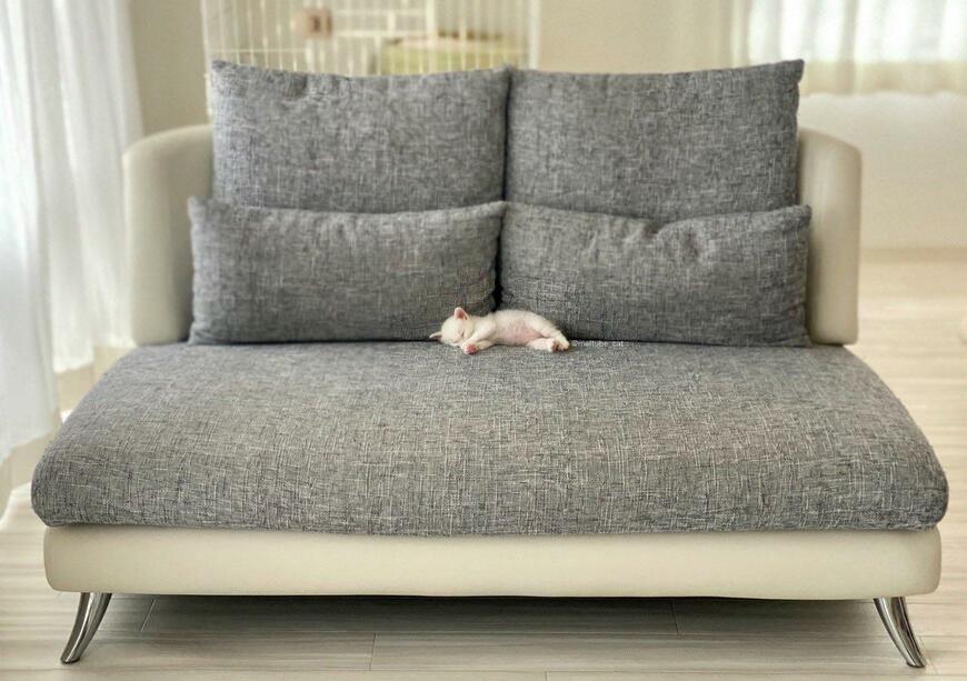 ソファで眠る猫