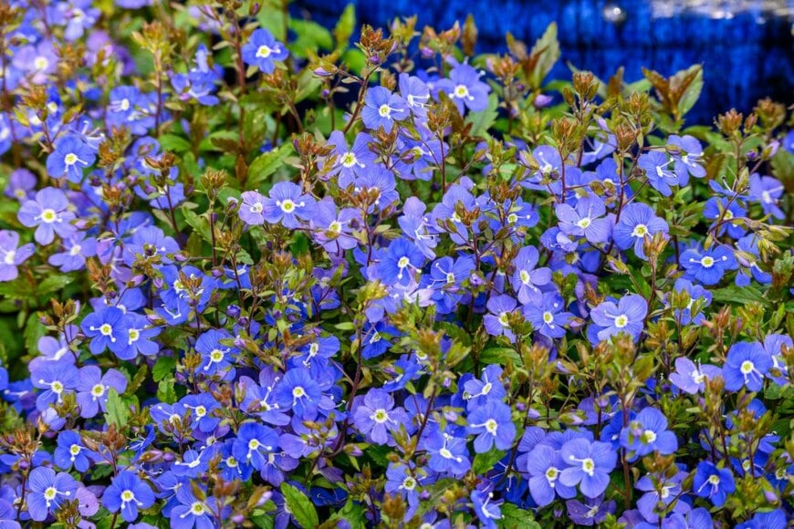 青いベロニカの花が一面に広がっている