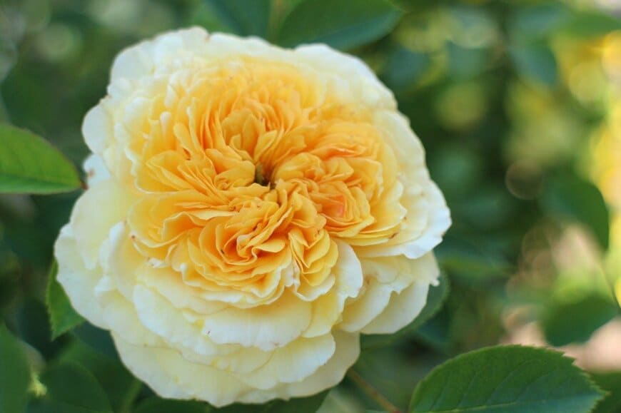 クリーミーイエローの花を咲かせている、ザ・ピルグリム