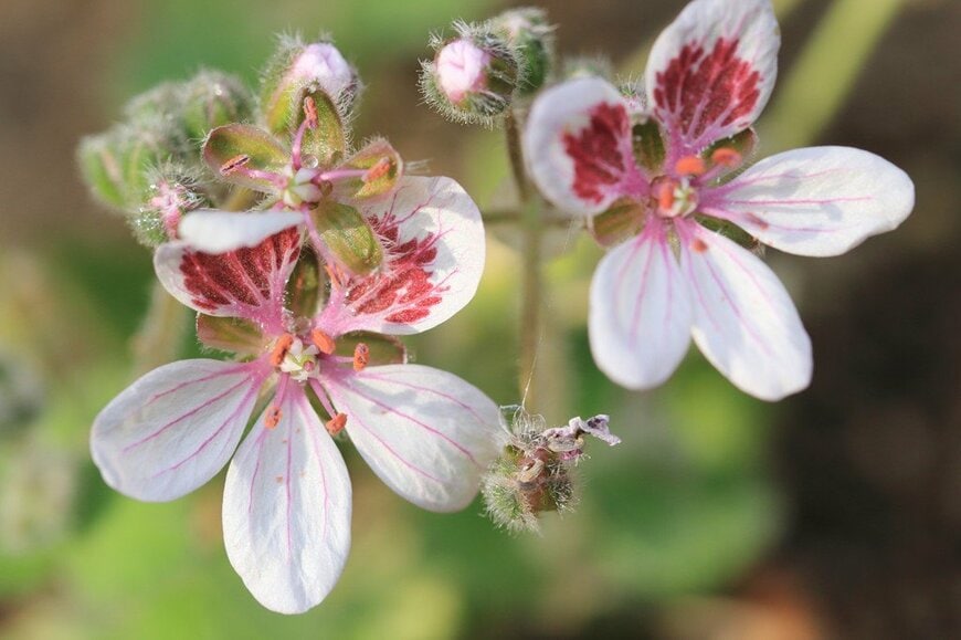 薄桃色のエロディウム・ペラルゴニフロラムの花のアップ画像