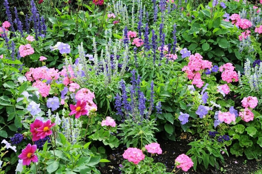 庭に花が地植えされている。花の色は赤、紫、ピンク。