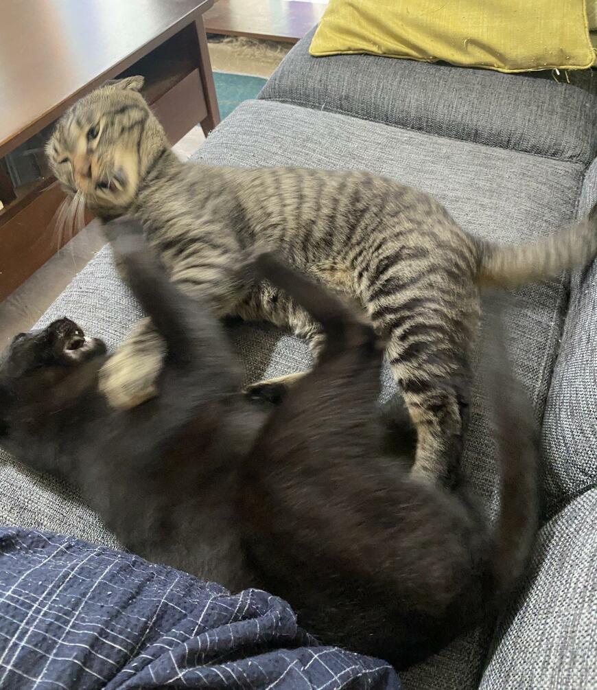 ケンカをする二匹の猫