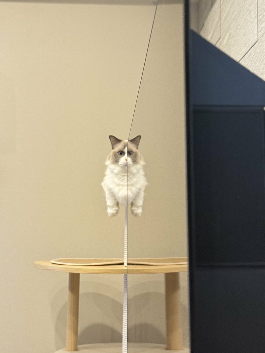 浮いているように見えるミミちゃん