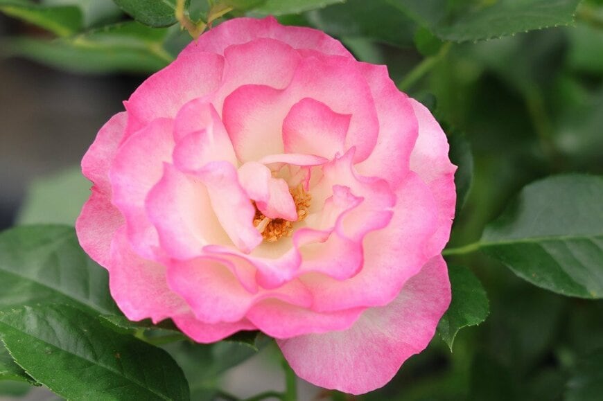 白地に濃いピンク色の縁取りが入った花びらが美しい、ストロベリーアイス