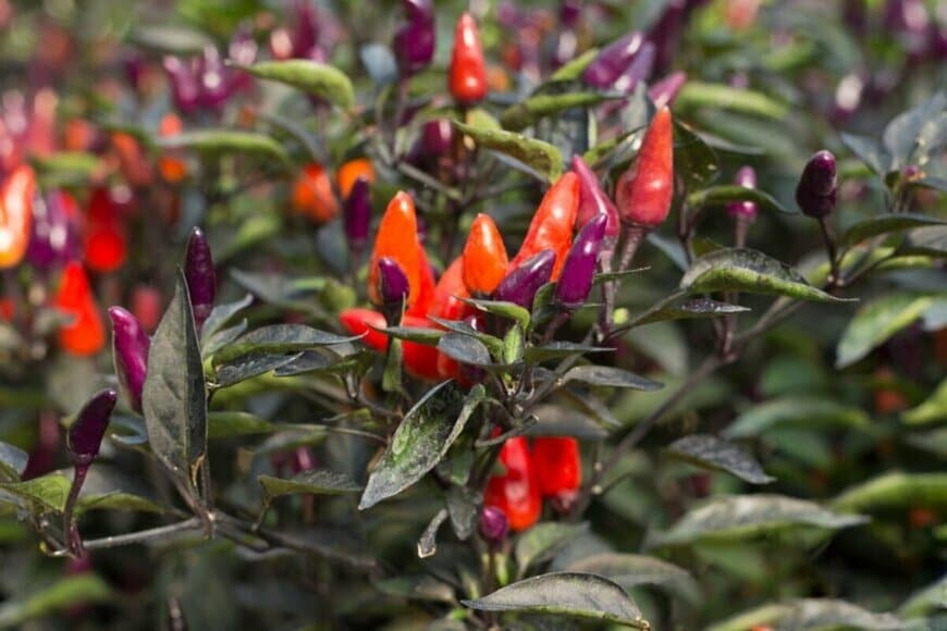 オレンジや紫色の実をつけた観賞用トウガラシ。葉色は深緑