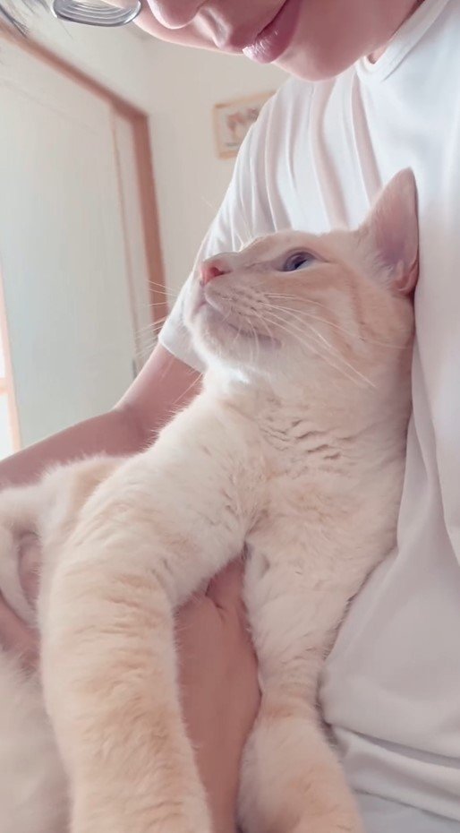 お兄ちゃんと猫