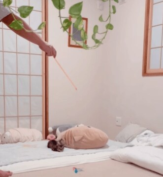 元気よく遊ぶ猫と嫉妬する猫