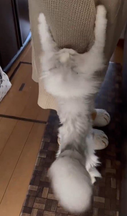 しがみつく猫