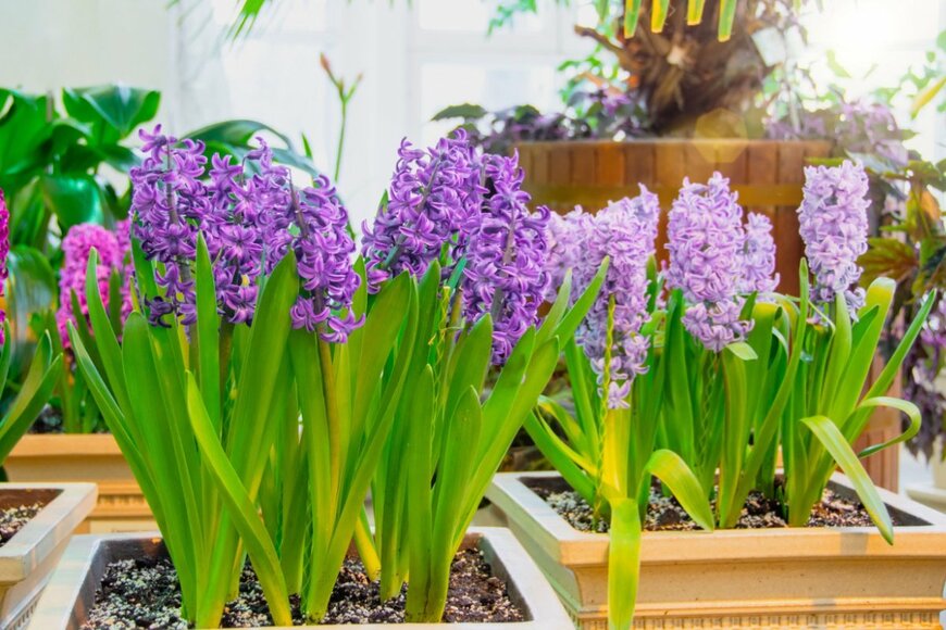 紫のヒヤシンスの花