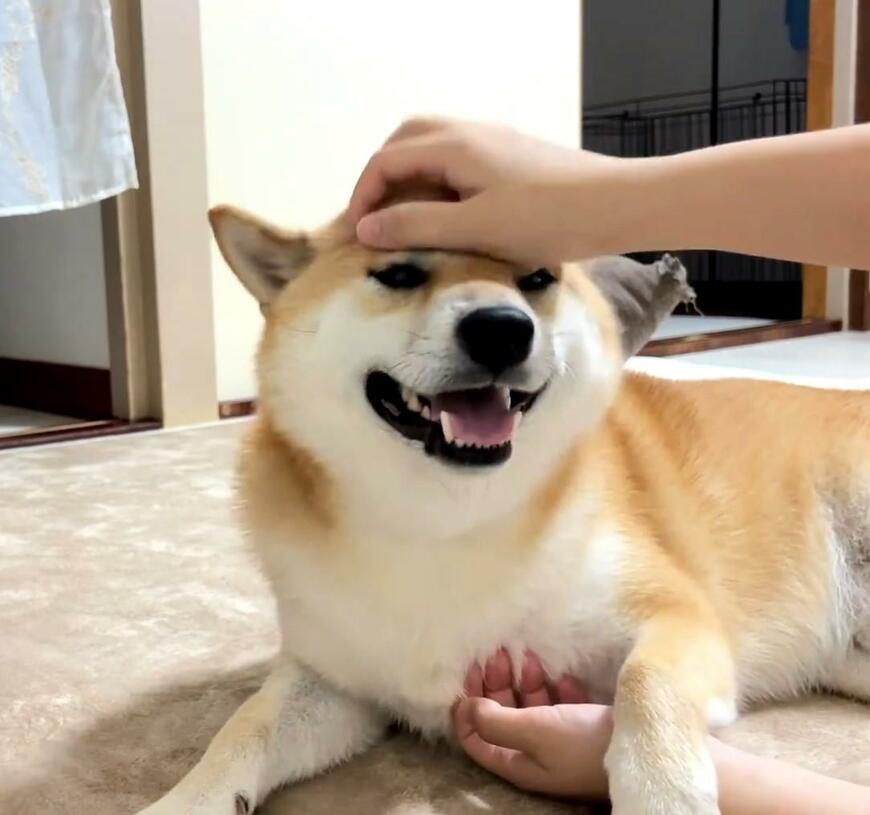 撫でられている犬