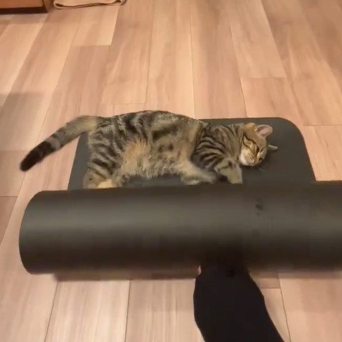 ヨガマットと猫