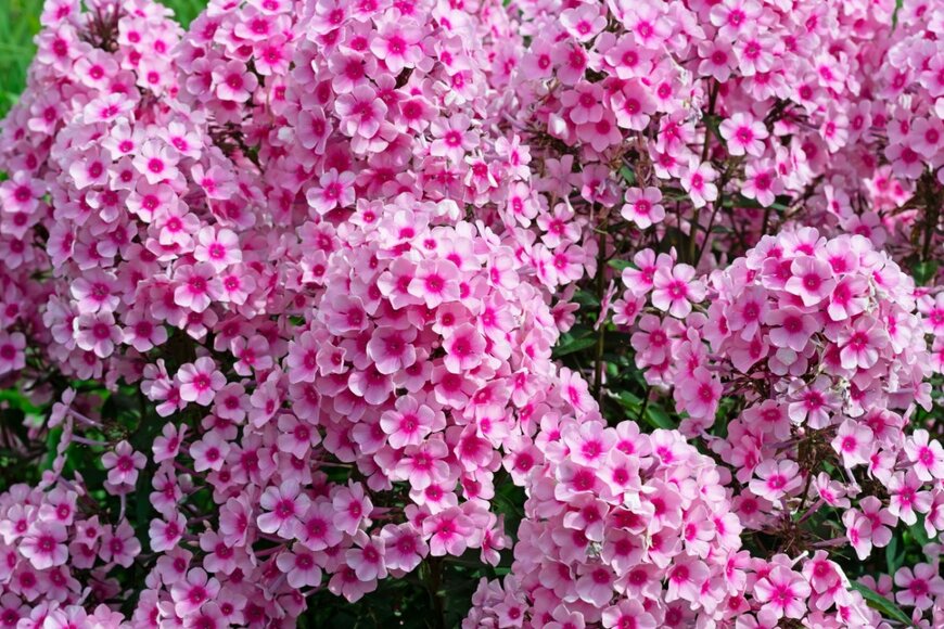 宿根フロックスの花が咲いている。色はピンク。