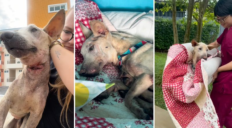 投稿の画像