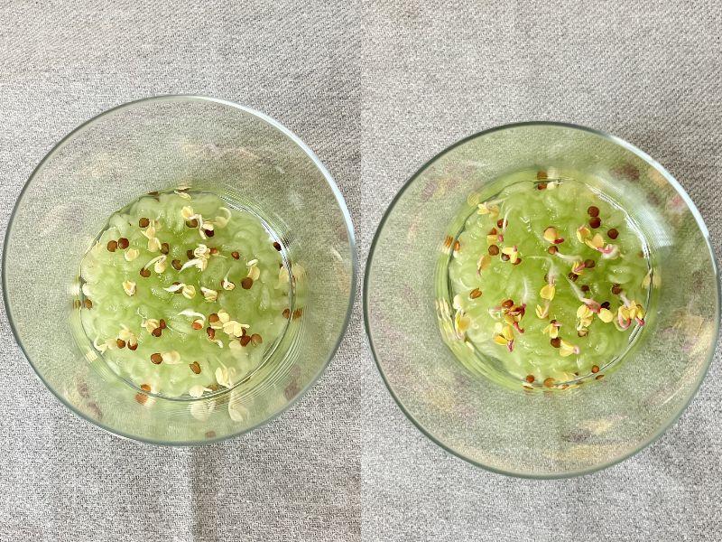 ダイソーの栽培ファイバー「プリムレア」(左:種蒔き3日後、右:種蒔き4日後)