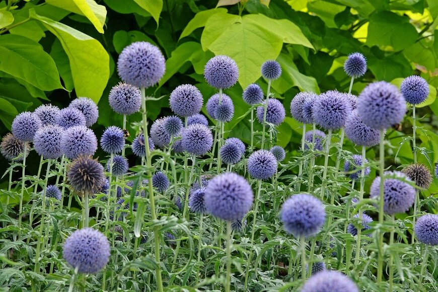 青い花を咲かせている、エキノプス