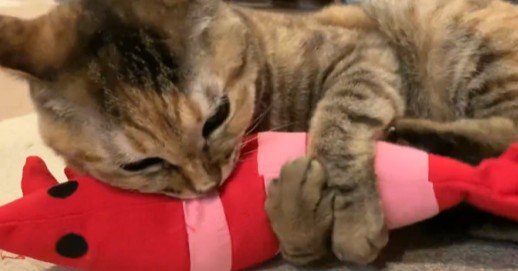 投稿動画のワンシーン