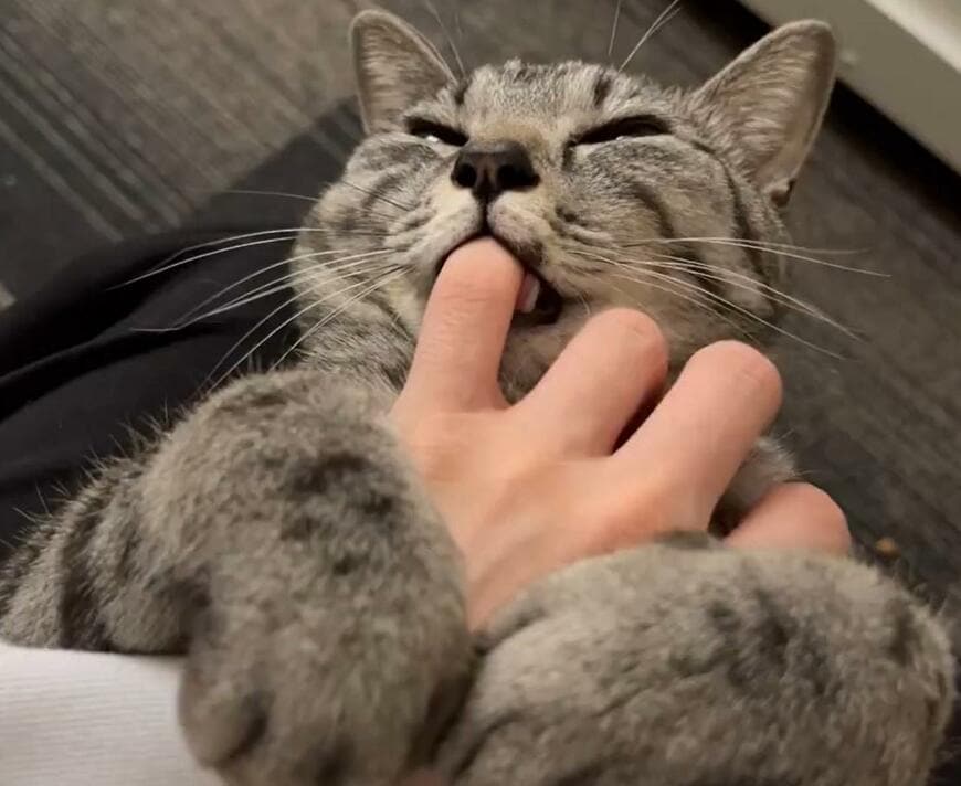 飼い主さんの外出を阻止する猫