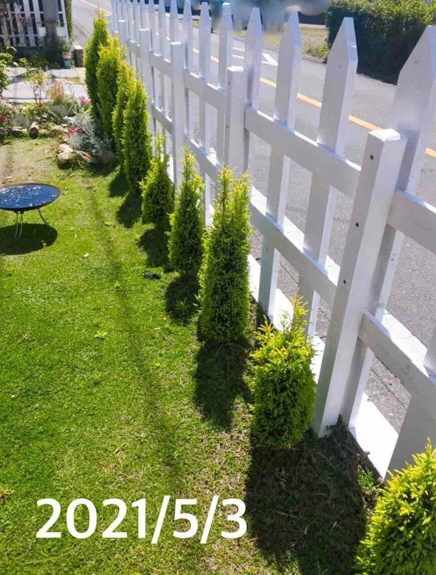 コニファーの生垣、柵は白