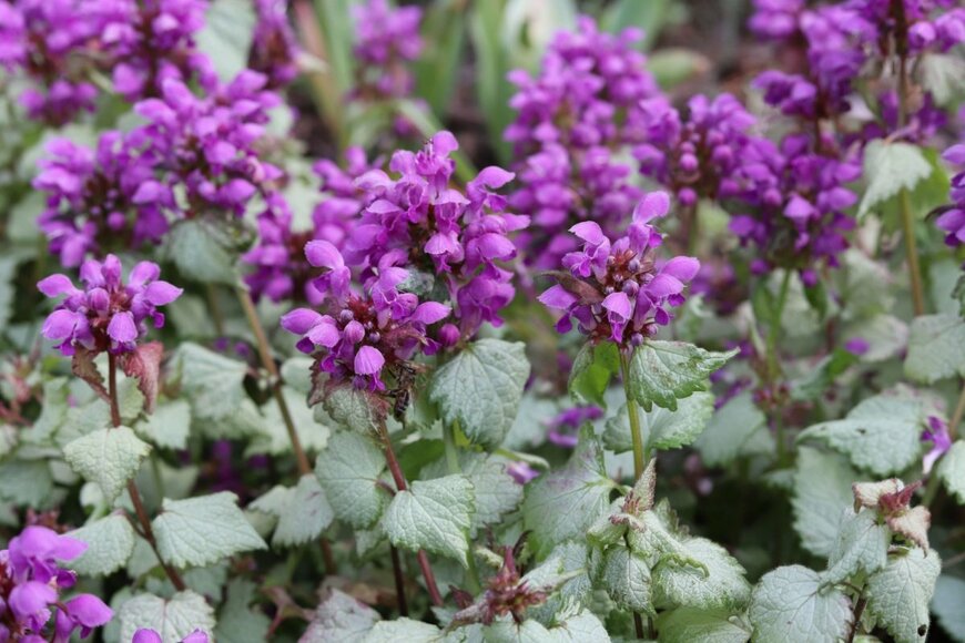 銀灰色の葉で赤紫色の花を咲かせたラミウム