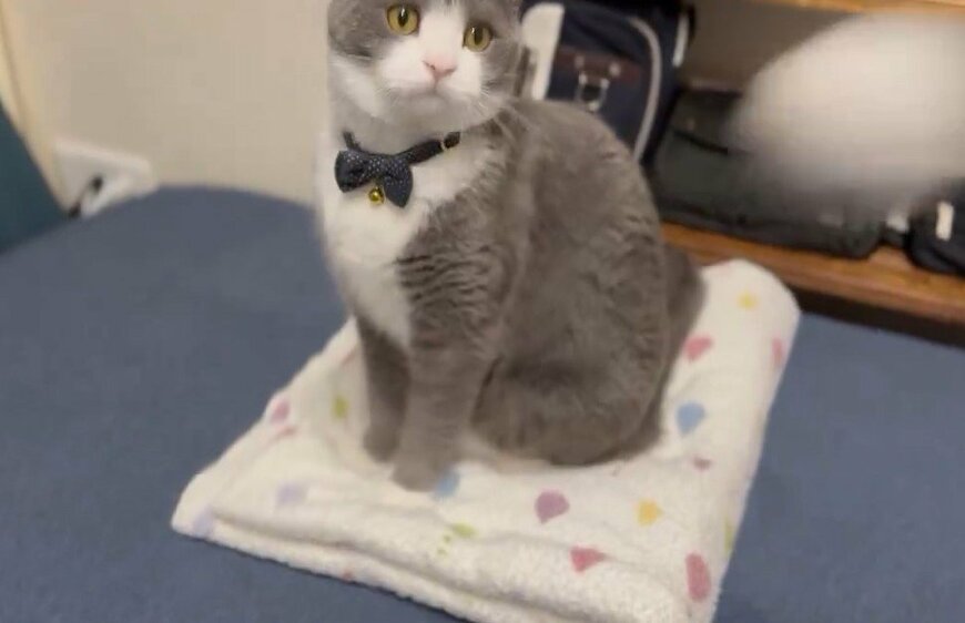 毛玉ボールと猫