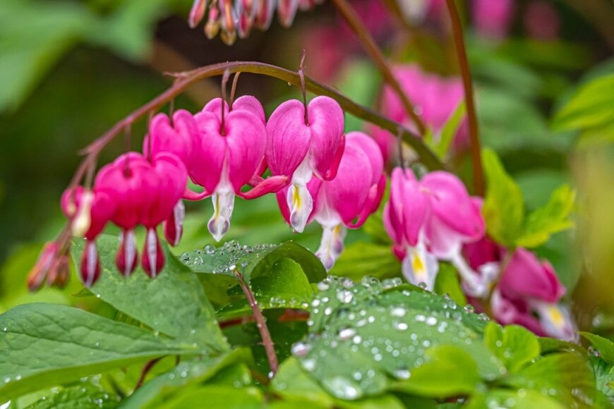 ケマンソウの花。色はピンクと白のツートンカラー