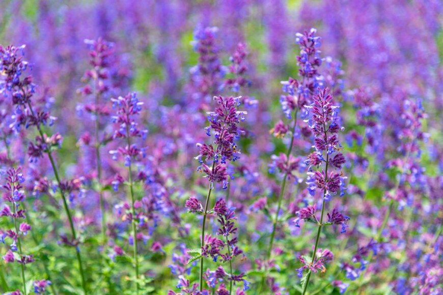 紫のネペタの花