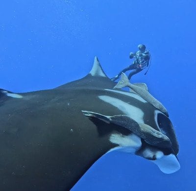目の前を悠然と泳ぐジャイアントマンタ