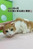 【保護猫ちゃんから家猫へ】お誕生日を迎えた猫ちゃん、幸せそうすぎると話題に