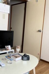 【癒し】飼い主の起床を待つ猫ちゃん…自由気ままな様子にコメント欄「可愛い」の声