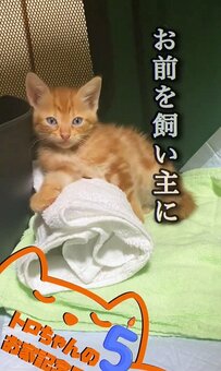 【素敵すぎるビフォアフ】ちっちゃかった保護猫ちゃん、5年目のお家記念日を迎えた姿が幸せそう