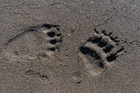 【宮城県】近所に流れる小さな川をふと見ると　残された「巨大な足跡」にギョッとしてしまう