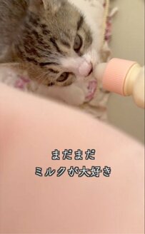 【天使】ミルクを飲む生後7週間の保護子猫ちゃん　飼い主さんと触れ合う姿にほっこり癒される