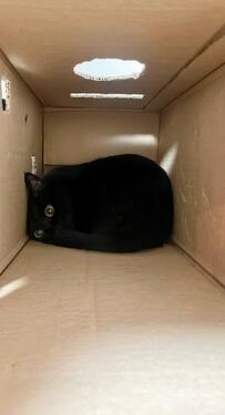 箱の中を覗いてみると…猫ちゃんがピッタリ収まる姿に大反響