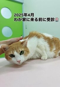 【保護猫ちゃんから家猫へ】お誕生日を迎えた猫ちゃん、幸せそうすぎると話題に