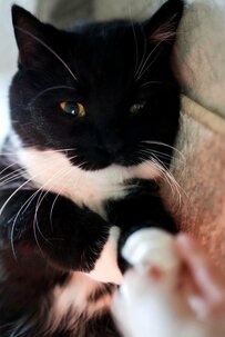 【尊い】飼い主さんへ手を伸ばしてきた猫ちゃんの仕草にホッコリ「手繋いでくれる…？」コメント欄「胸キュン」の声