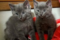 家の下で鳴き声…そこには怯える子猫達。小さな毛玉の成長に反響