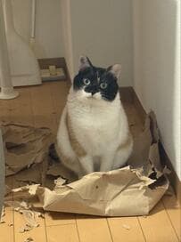 悲惨な状況！元保護猫ちゃんのイタズラが話題！イタズラも可愛いから許しちゃう！？