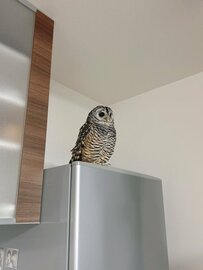 【神々しいフクロウ】まるで守り神のよう！冷蔵庫上でたたずむフクロウの姿に注目が集まる