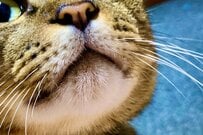 オヤツが気になる保護猫が可愛いと話題！