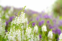 夏に強い花で【ブルー×ホワイトガーデン】育てやすくオシャレな植物8選で「涼やかな夏庭」に