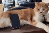 【怖すぎる】ご飯を待つ「猫の圧」に思わず目を疑う　まさかの光景にドキドキが止まらない