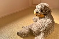 愛犬が「部屋にいない」と探したら…　発見した「まさかの居場所」が話題に