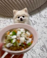 【癒し】夕食が「大好きな魚」だとわかった瞬間…犬のまさかの反応にホッコリ！