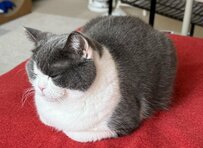 おててないないで座る猫　しばらくすると「伸ばしたもの」にホッコリ